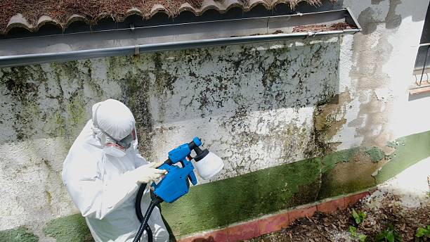 Trusted Commercial Mold Remediation service in Gallatin, TN - Cheap Mold Removal